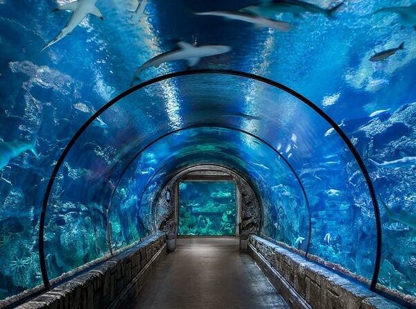 Hurghada Grand Aquarium 2024