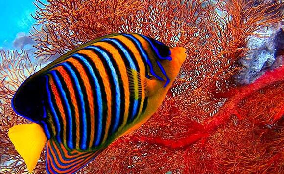 Fish in the Red Sea: A Colorful Underwater World