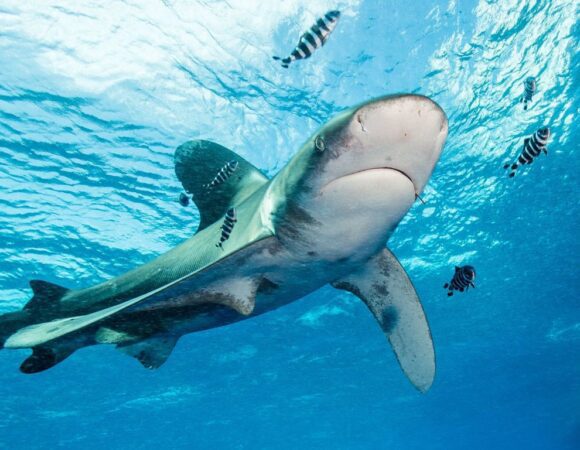 5 Powerful Sharks in the Red Sea: Majestic of the Deep