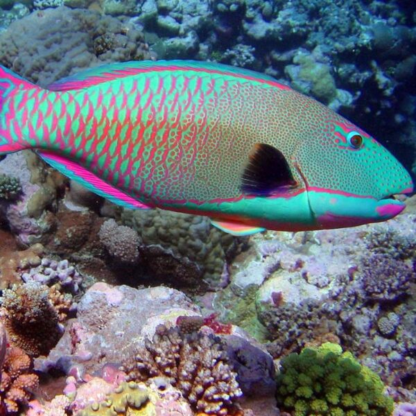 Fish in the Red Sea