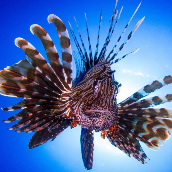 Fish in the Red Sea